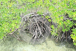 Mangroves with roots growing from water
