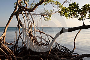 Mangroves roots. Mucura island. Archipelago of San Bernardo. Gulf of Morrosquillo. Colombia photo