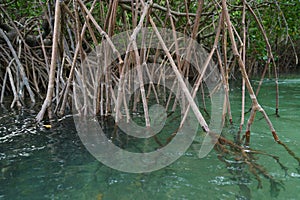 Mangroves roots up close, Mogo Mogo island, Panama.