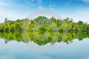 Mangroves and sky