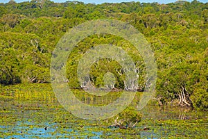 Mangroves in southern Vietnam