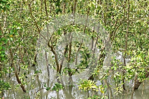 Mangroves in Sundarban