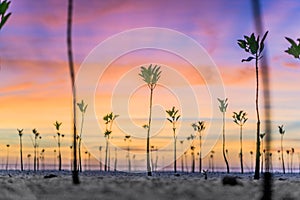 Mangroves Sunset