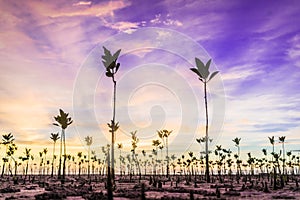 Mangroves Sunset