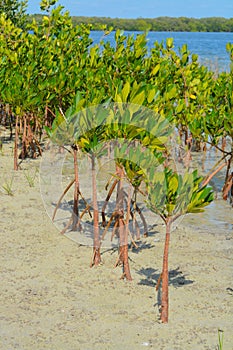 Mangroves on Tampa Bay, Florida