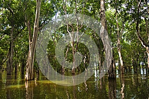 Mangroves, Tonle Sap water village at Cambodia