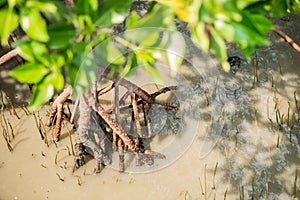 Mangroves tree plant grow into sea water