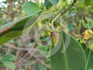 Mangroves are a type of dicot plant that live in brackish water and seawater habitats.