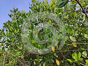 Mangroves are a type of dicot plant that live in brackish water and seawater habitats.