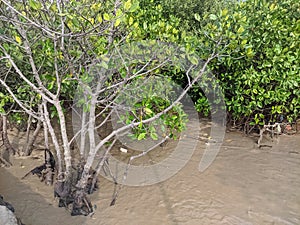 Mangroves are a type of dicot plant that live in brackish water and seawater habitats.