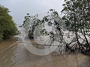 Mangroves are a type of dicot plant that live in brackish water and seawater habitats.