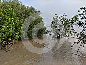 Mangroves are a type of dicot plant that live in brackish water and seawater habitats.