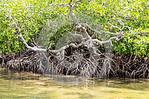 Mangroves with white sand