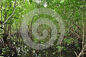 Mangroves in Zanzibar