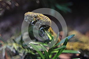 Mangshan pitviper
