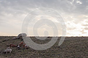 Mangulitsa pig family pasturing on the field