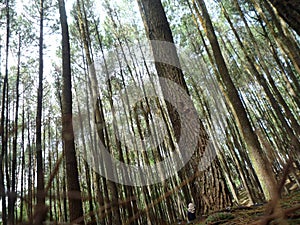 Mangun jaya pine tree forest in jogjakarta Central Java