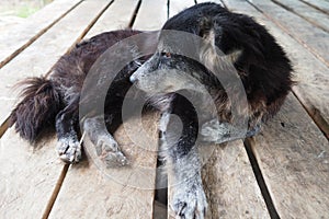 Mangy dog laying on wooden table, poor dog, black dog