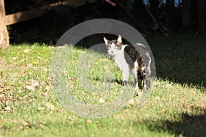 Mangy feral abandoned cat walks away