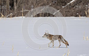 Mangy looking coyote walking and hunting through a snow covered farm field in Canada