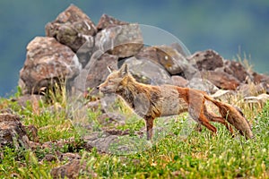 Mangy moulted red foc from Bulgaria, Balkan wildlife. Fox in the habitat, rocky mountain with grass. Animal from Europe