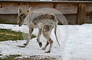 Mangy Scrawny Coyote IV - Canis latrans - Sarcoptes scabiei