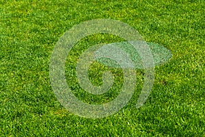 The manhole cover camouflaged as grass on grass in park