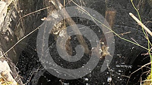 Manhole full of toxic oil liquid covered with cobweb and growing moss