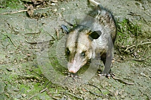 Manicou / Opossum, Tobago