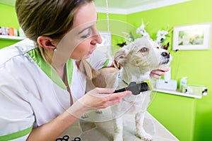 Manicure for dog in pet grooming salon