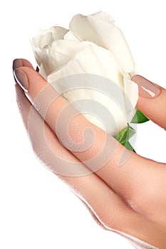 Manicure, hands & spa. Beautiful woman hands, soft skin, beautiful nails with white rose flower. Healthy woman hands. Beauty