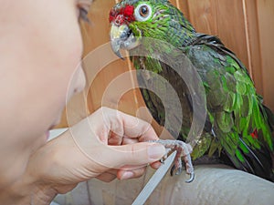 Manicure parrot. Manicure pet. Amazon parrot after a shower, sharpening his claws.