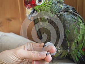 Manicure parrot. Manicure pet. Amazon parrot after a shower, sharpening his claws.