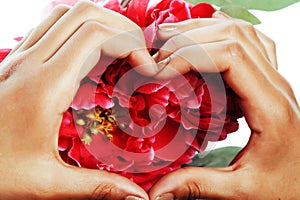 Manicure pedicure people hands concept, woman fingers in shape of heart holding pink rose flowers