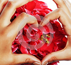 Manicure pedicure people hands concept, woman fingers in shape of heart holding pink rose flowers