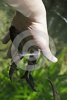 Manicure spa treatment. Hand and finger skin care treatment in water with fish