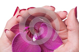 Manicured nails caress dark pink flower pedals photo