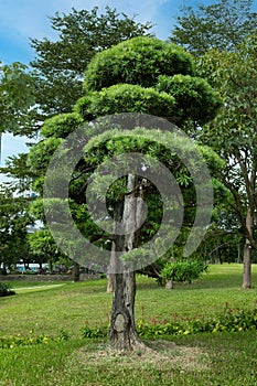 Manicured regrowth tree in parklands