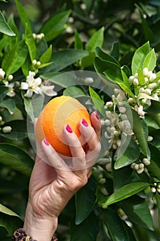 Manicured Woman Hand Holding a Orange