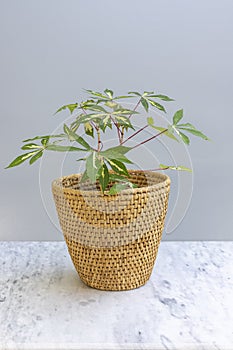 Manihot esculenta, aka manioc, yuca, brazilian arrowroot ornamental plant on isolated background in a beautiful flowerpot