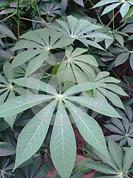 Manihot esculenta & x28;Cassava leaves & x29;