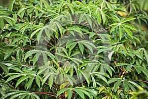 Manihot esculenta - Cassava plant with green leaves in the farm