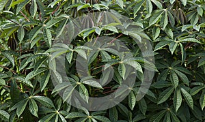 Manihot esculenta - Cassava plantation, tapioca cultivation in the field