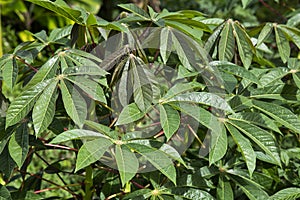 Manihot esculenta - Cassava plantation, tapioca cultivation in the field