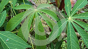 Manihot esculenta, commonly called cassava manioc, or yuca