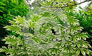 Manihot esculenta trees at the Botanic Gardens in Singapore