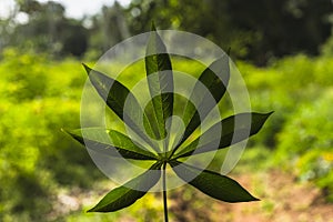 Manihot leaf in Zanzibar