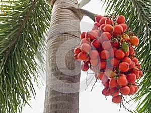 Manila palm raw seed on tree