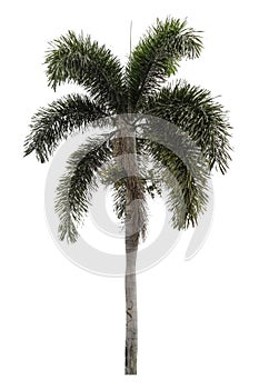 Manila palm tree is isolated on a white background. clipping path