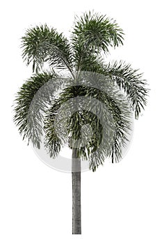 Manila palm tree is isolated on a white background. clipping path